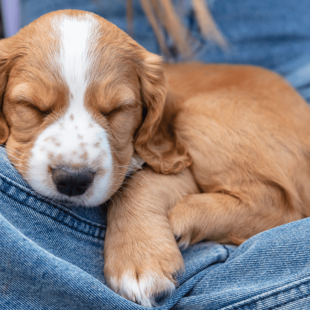 The ultimate guide to help your puppy sleep through the night 