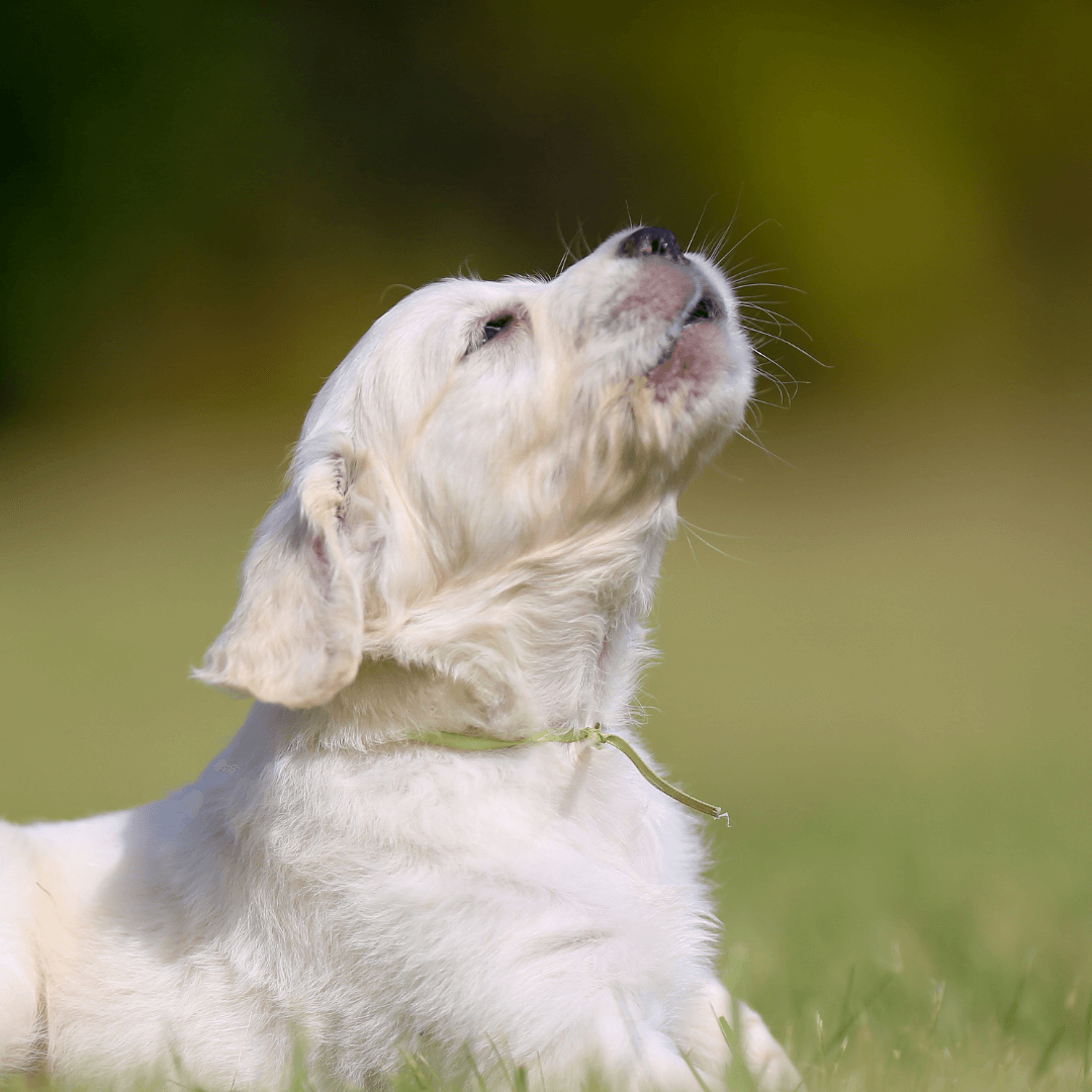 Why do dogs tend to bark?