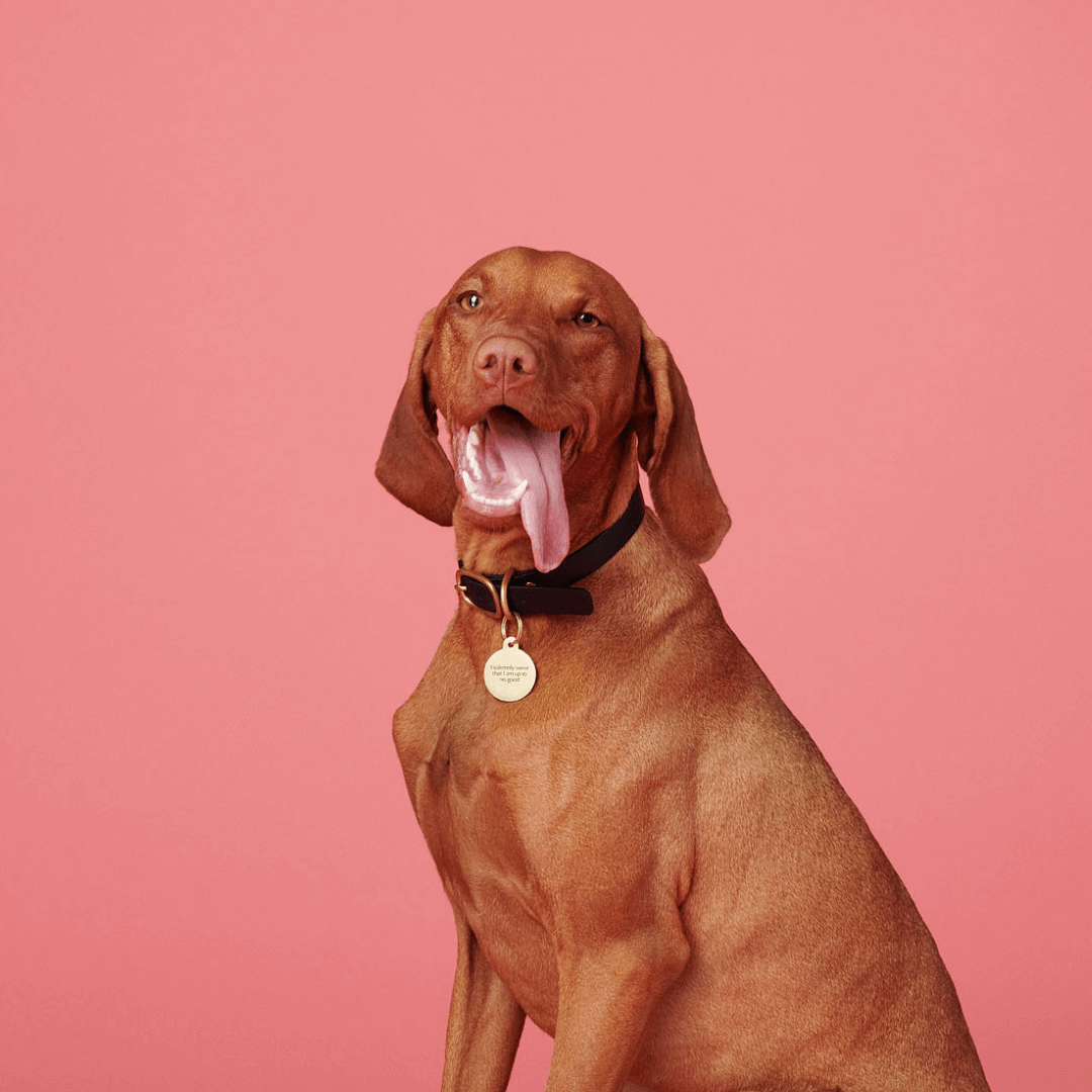 Keeping your dogs cool this summer