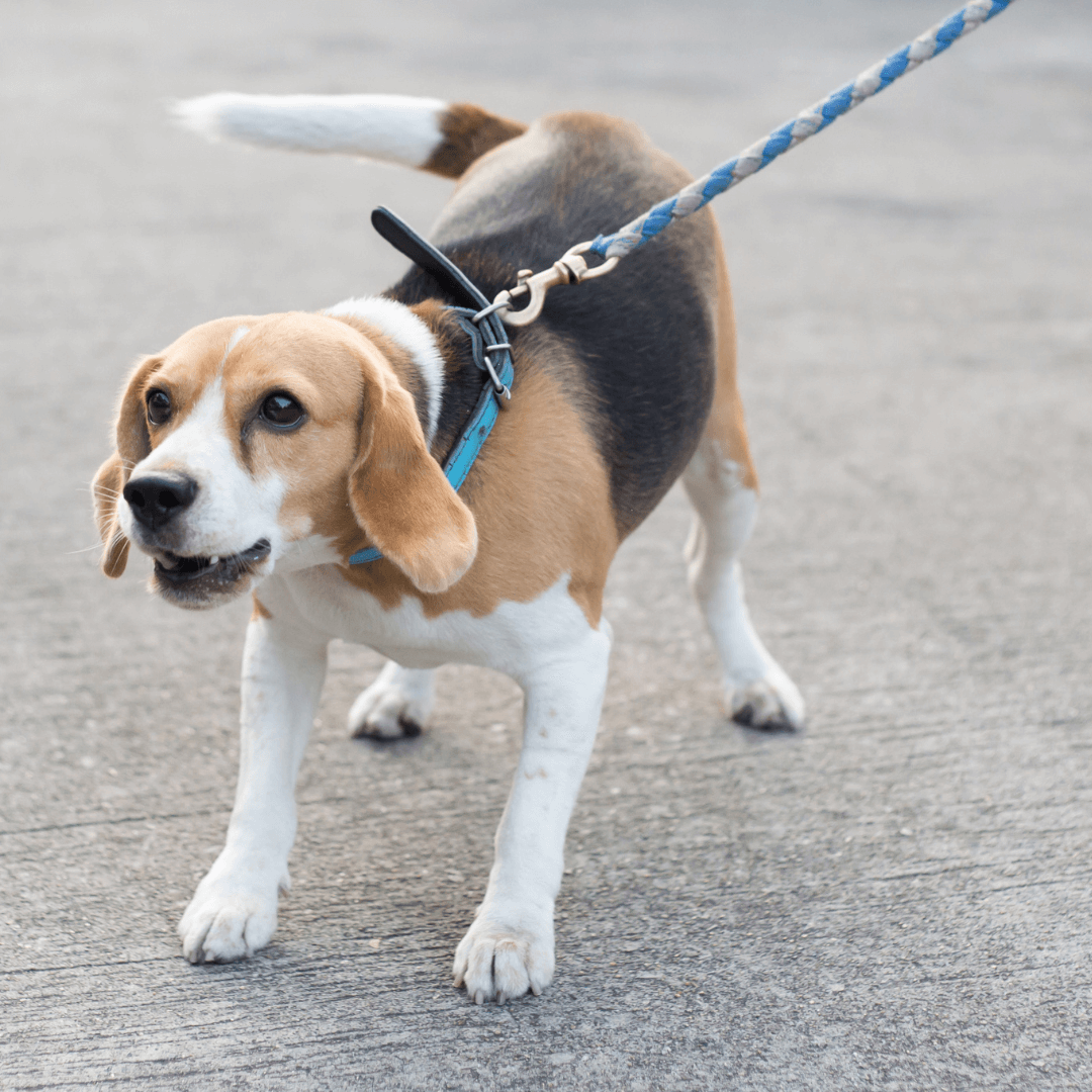 Why do dogs tend to bark?