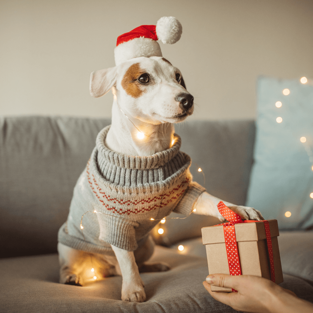 A Dog Trainers Top List of Christmas Presents for Dogs