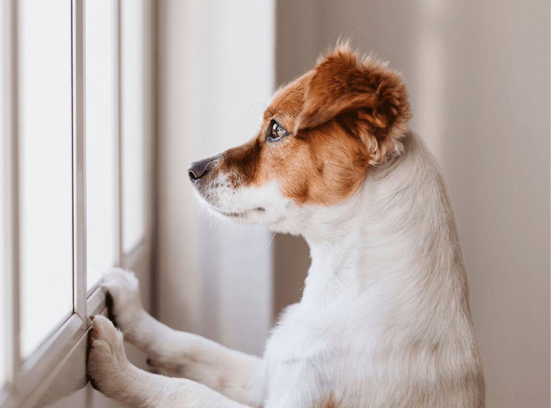 Managing seperation anxiety in dogs: tips and strategies